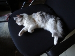 DSC00706.jpg