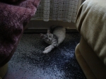 DSC00710.jpg